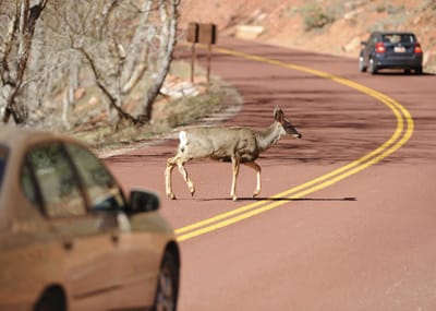 Deer car accidents